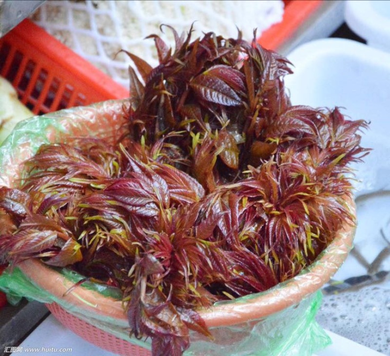红油香椿树51~80cm