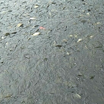 百容鲫