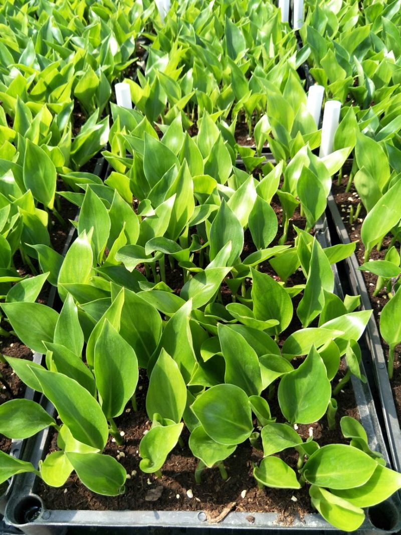 百花天堂鸟白花天堂鸟种苗室内观叶盆栽绿植净化空气