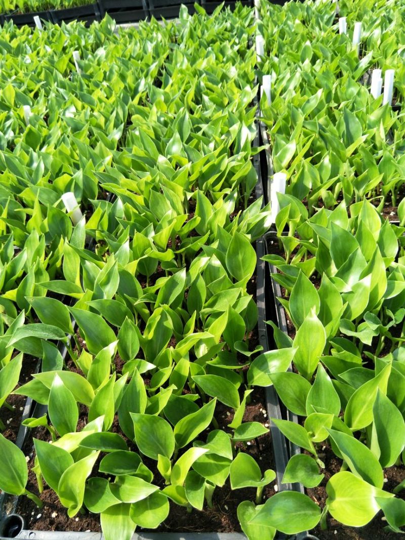 百花天堂鸟白花天堂鸟种苗室内观叶盆栽绿植净化空气