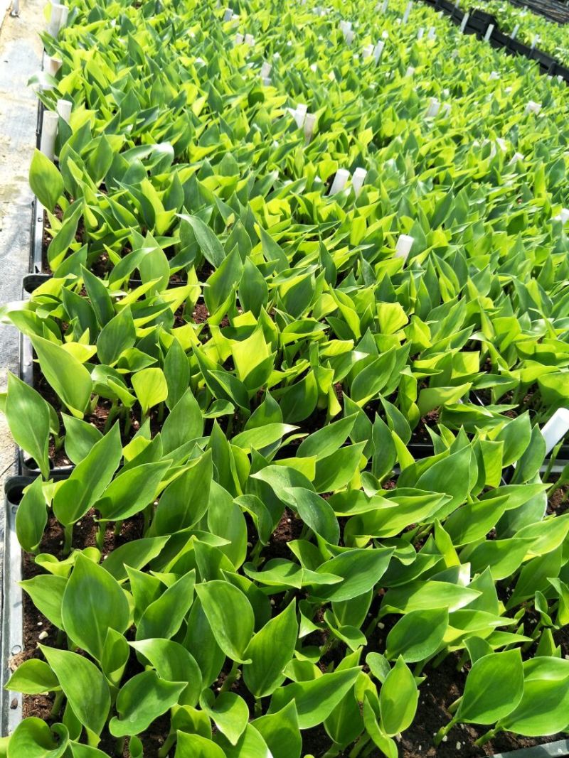 百花天堂鸟白花天堂鸟种苗室内观叶盆栽绿植净化空气