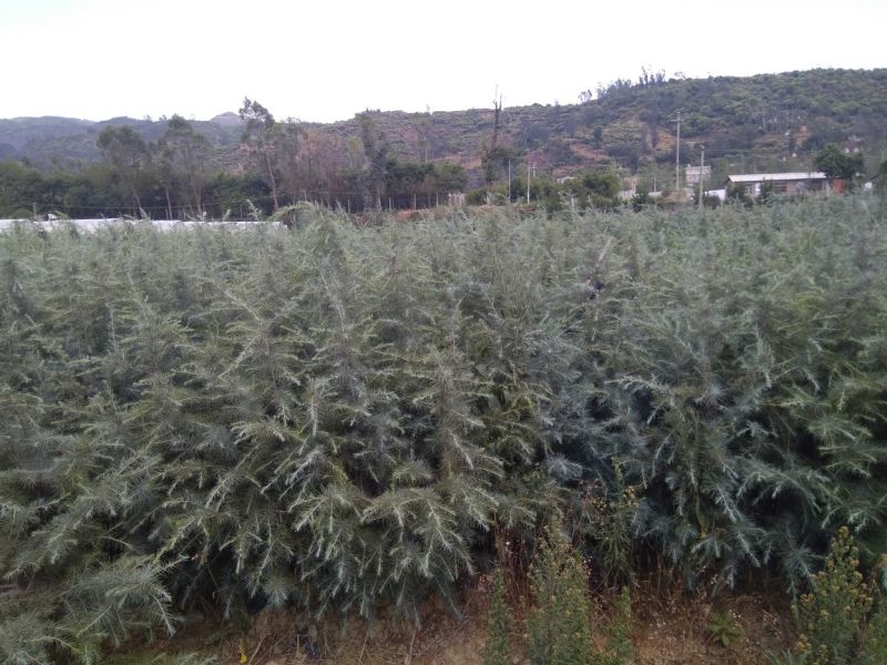 云南云裕雪松苗木基地