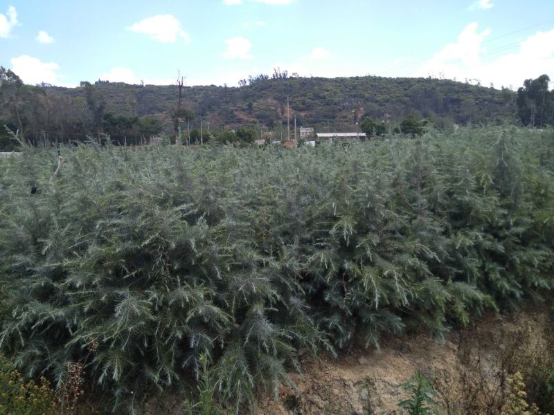 云南云裕雪松苗木基地
