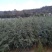 云南云裕雪松苗木基地