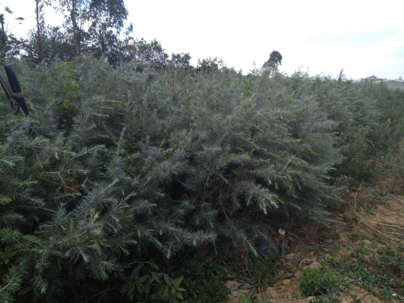 云南云裕雪松苗木基地