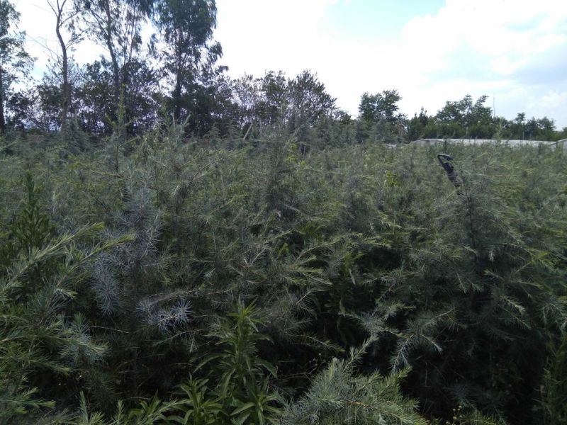 云南云裕雪松苗木基地