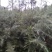 云南云裕雪松苗木基地