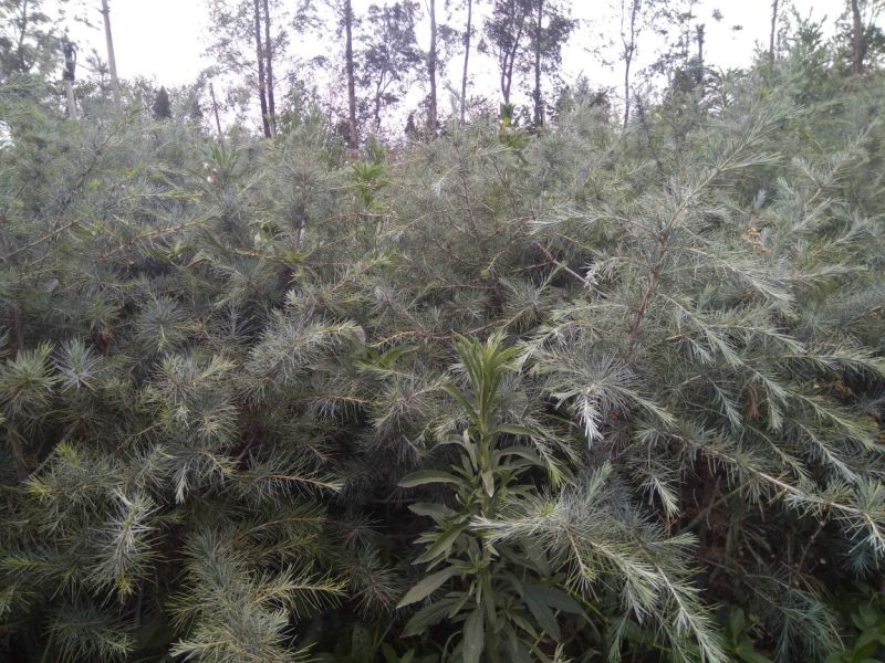 云南云裕雪松苗木基地