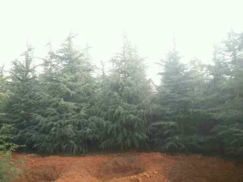 云南大型雪松基地(各种规格雪松，地苗，袋苗均有库存)