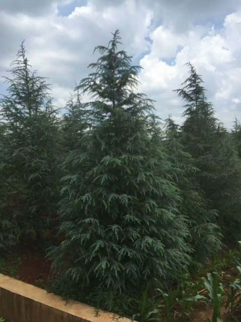 云南大型雪松基地(各种规格雪松，地苗，袋苗均有库存)