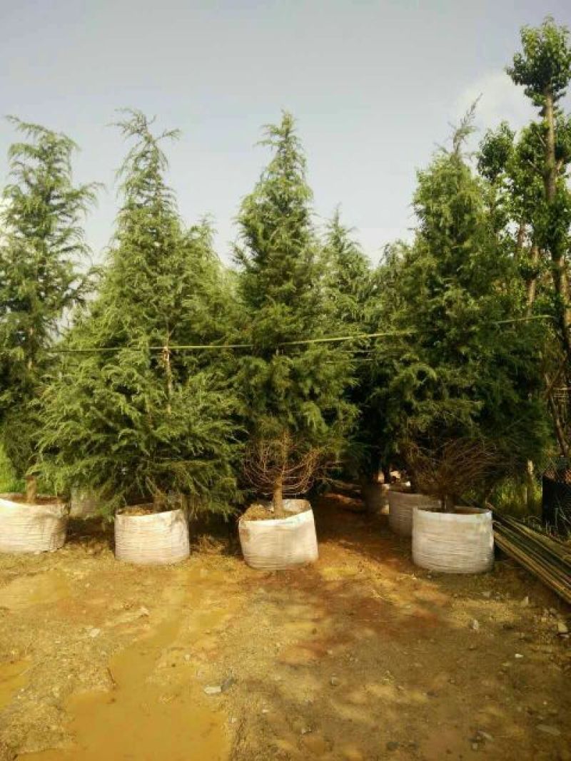 云南大型雪松基地(各种规格雪松，地苗，袋苗均有库存)