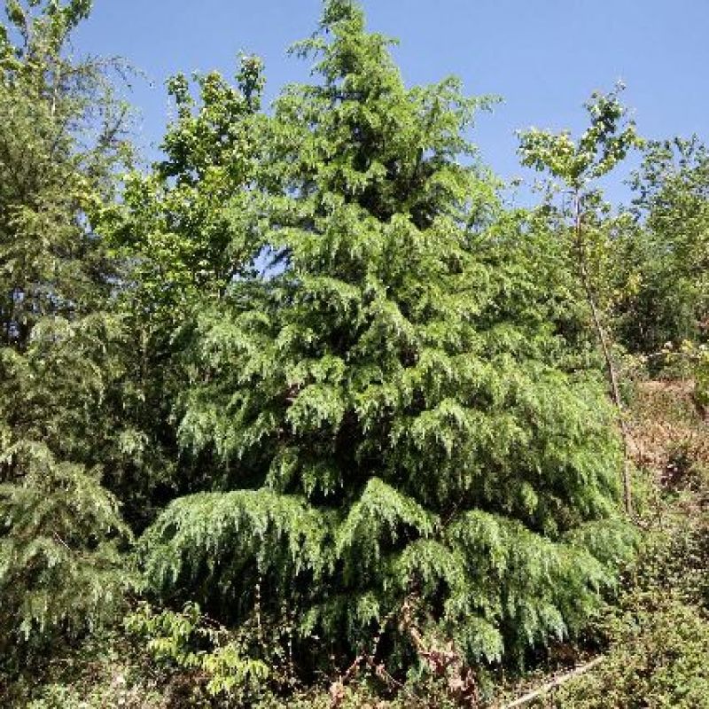 云南大型雪松基地(各种规格雪松，地苗，袋苗均有库存)