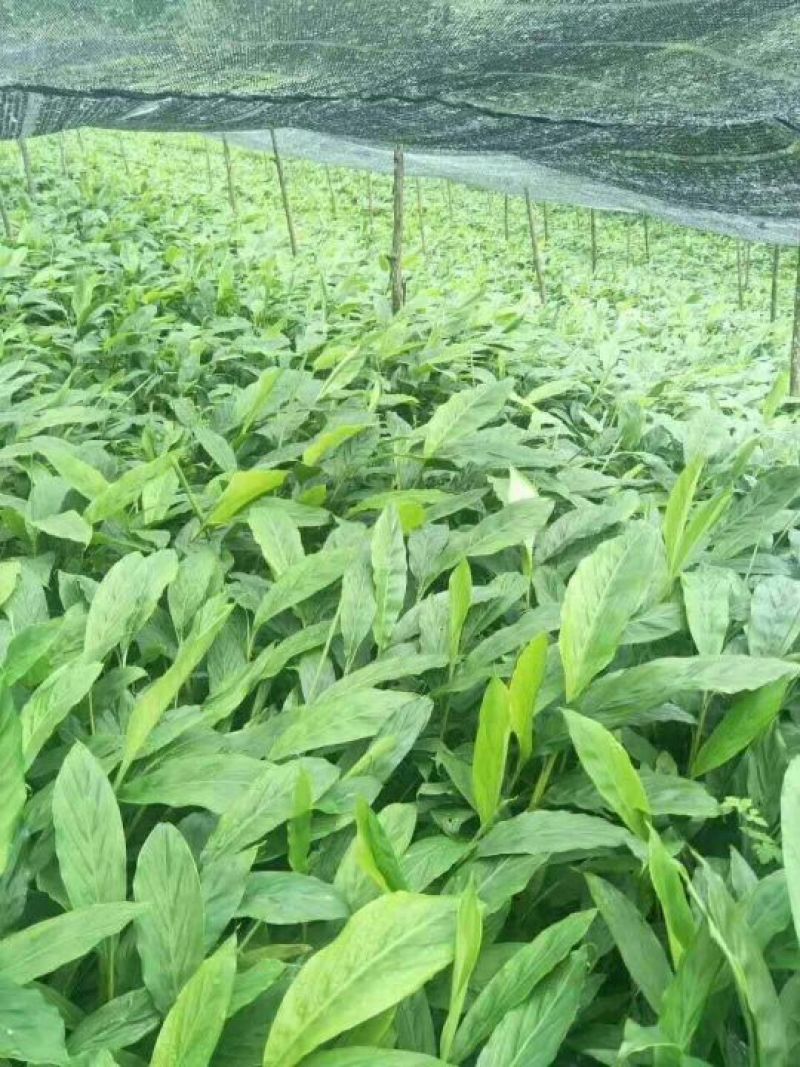 草果苗