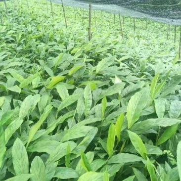 草果苗