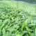 草果苗