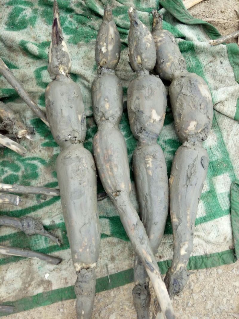 新鲜连耦
