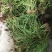 马尾草