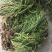 马尾草
