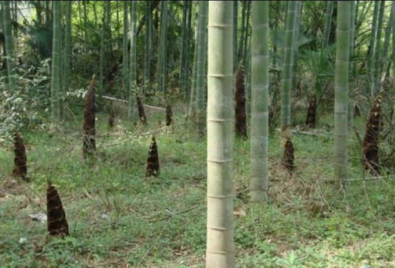 竹子7~8m
