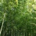 竹子7~8m