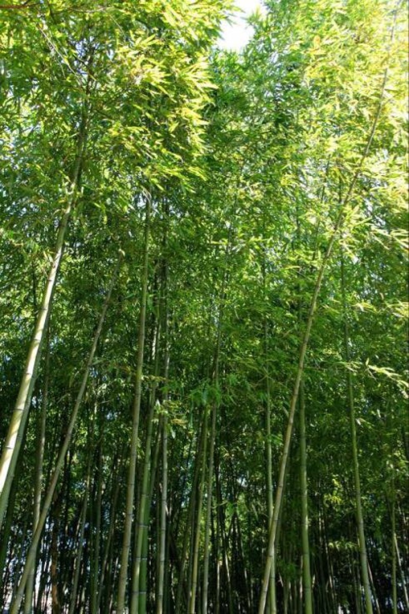 竹子7~8m