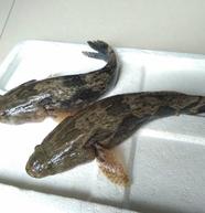 [笋壳鱼批发]泰国淡水笋壳鱼,泰国纯品种价格52.00元/斤 - 一亩田