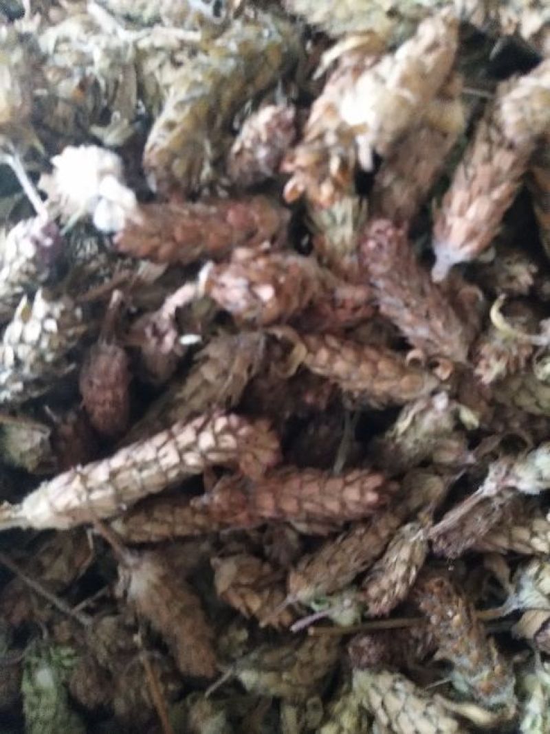 夏枯球