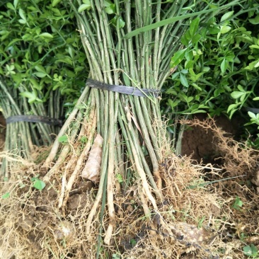 枳壳苗，枳橙苗，香橙苗，占木