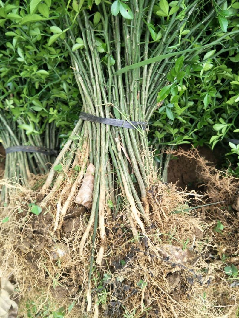 枳壳苗，枳橙苗，香橙苗，占木