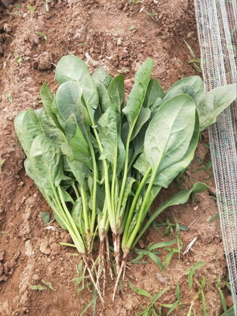 大叶菠菜25~30厘米