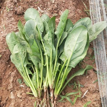 大叶菠菜25~30厘米