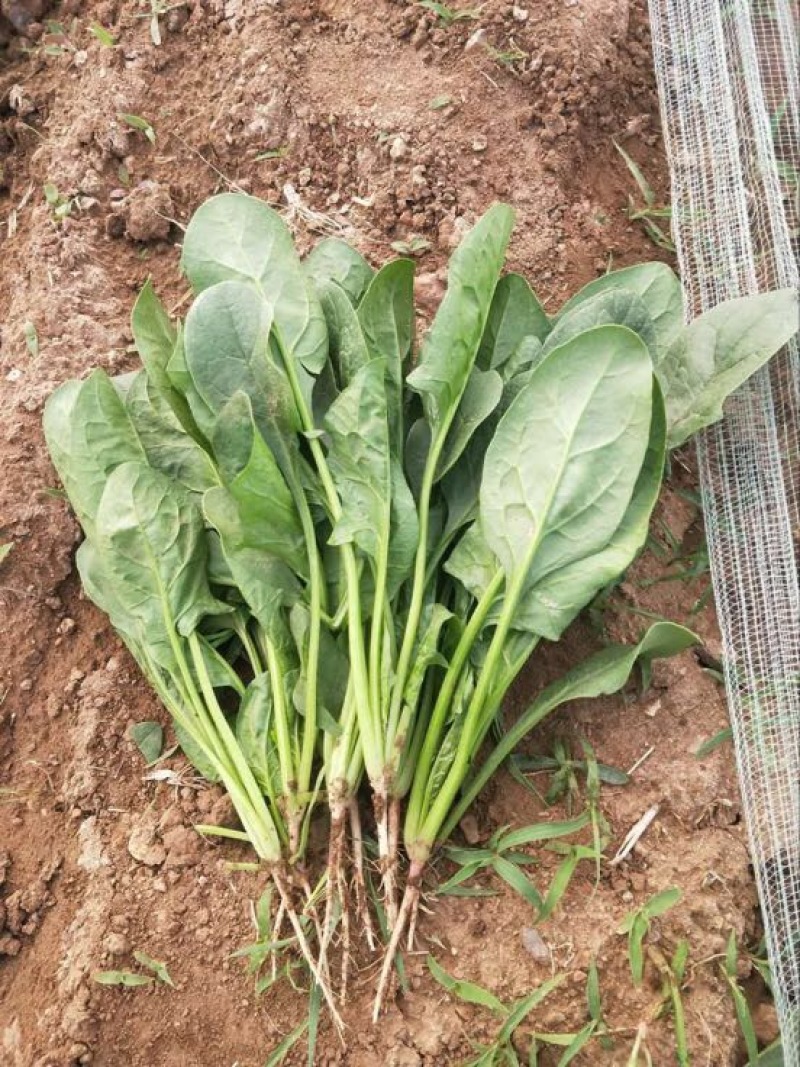 大叶菠菜25~30厘米