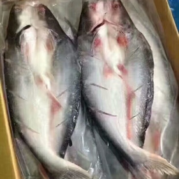 开背巴沙鱼，肉质鲜嫩，8一16条