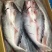 开背巴沙鱼，肉质鲜嫩，8一16条