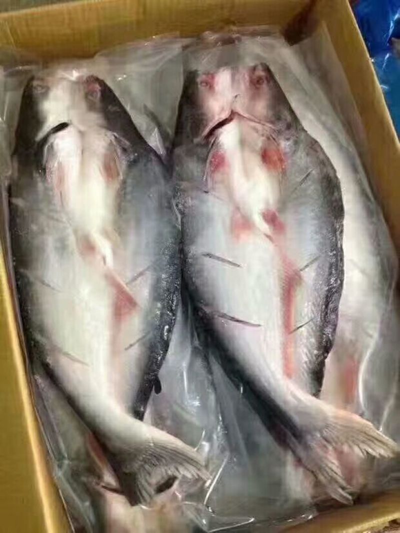 开背巴沙鱼，肉质鲜嫩，8一16条