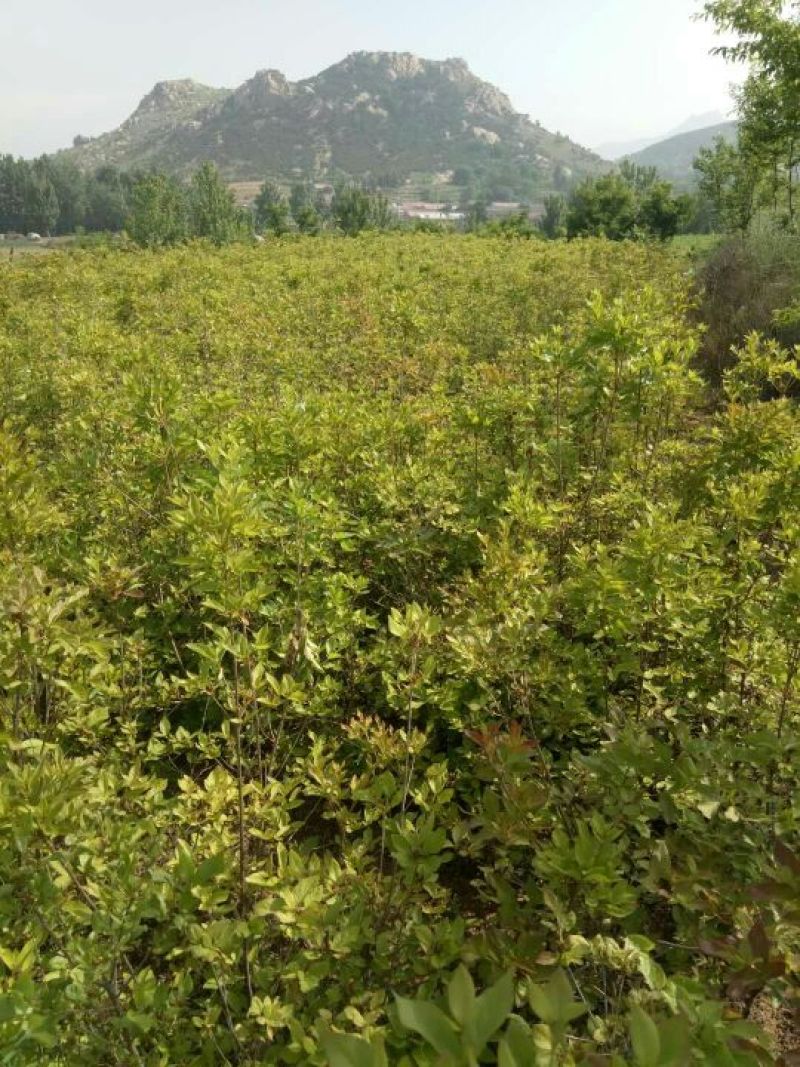 映山红0.5-40元每颗，产地直发质量保证，欢迎来电咨询