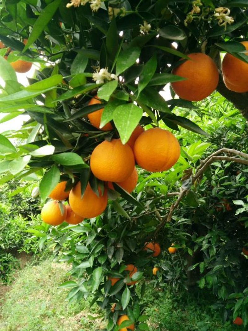 三峡夏橙产地批发，口感香甜，果肉细嫩，一手货源