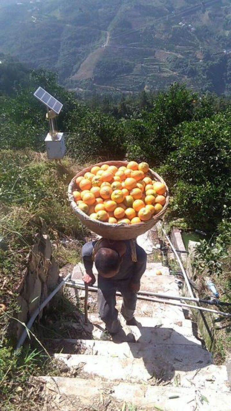 三峡夏橙产地批发，口感香甜，果肉细嫩，一手货源