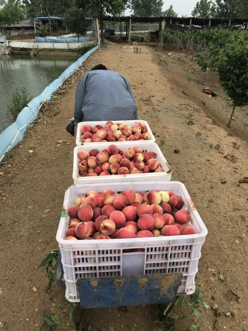 红不软毛桃突围桃子子小红桃曙光油桃大量上市
