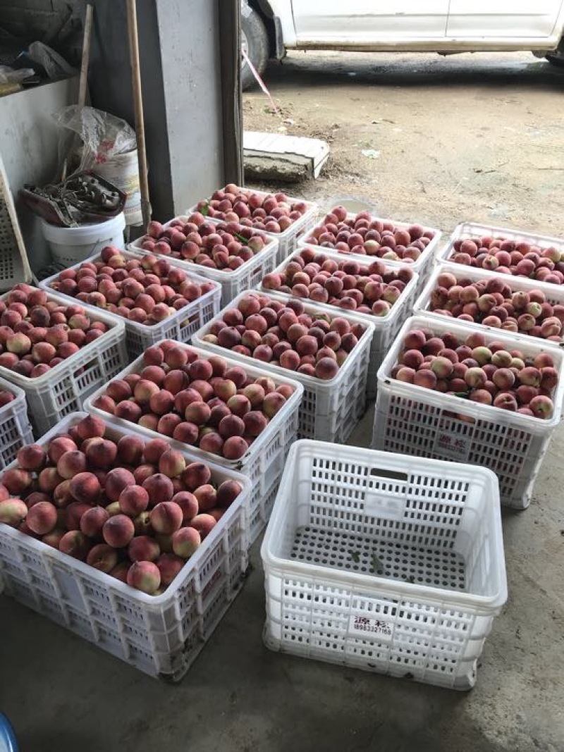 红不软毛桃突围桃子子小红桃曙光油桃大量上市