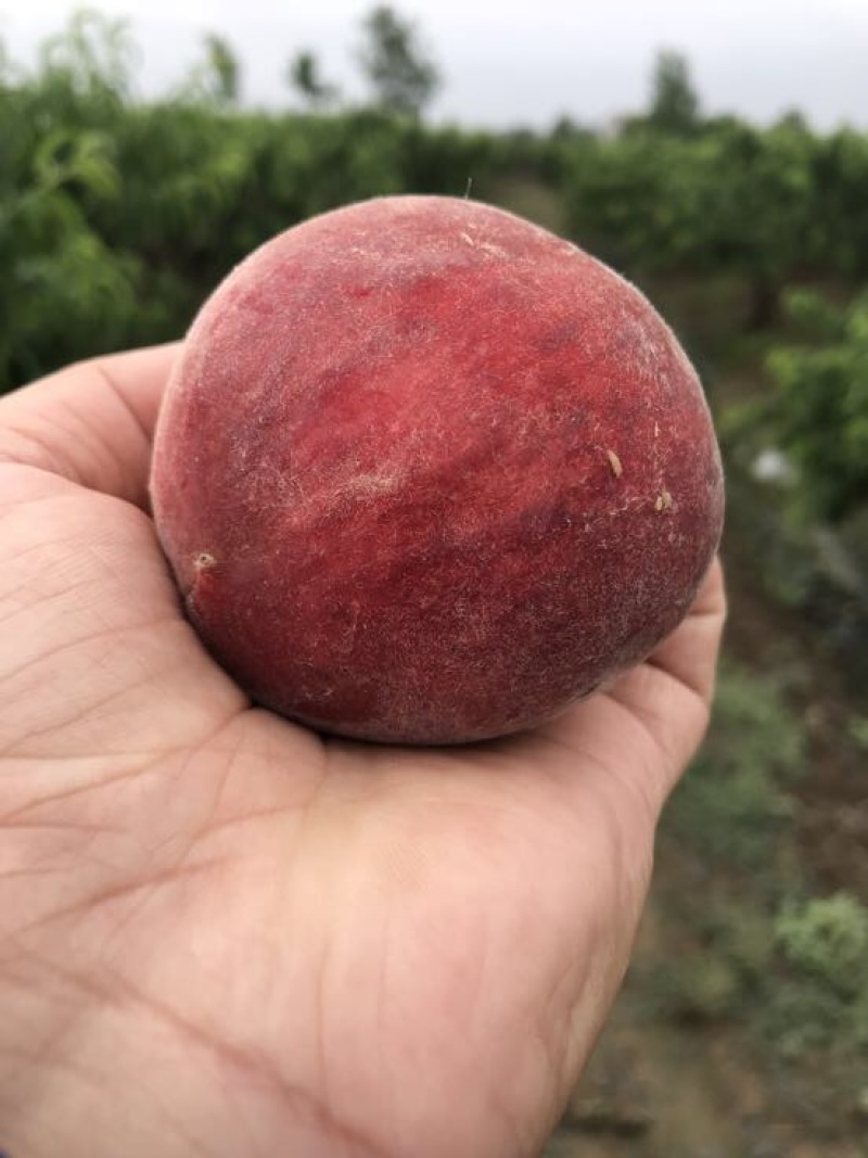 红不软毛桃突围桃子子小红桃曙光油桃大量上市