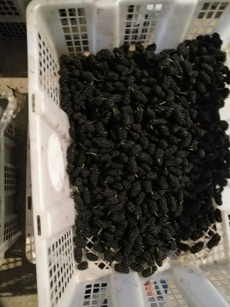 【优质桑葚】四川桑椹干-产地直发-保质保量-价格优惠