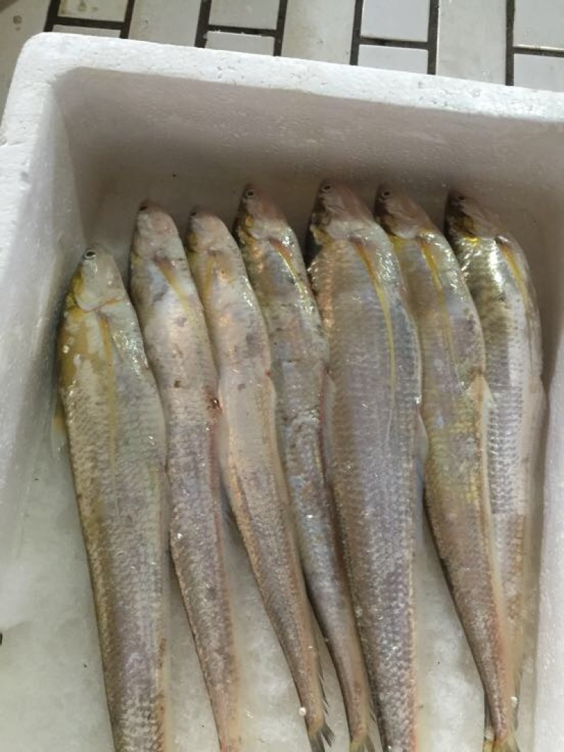 刀鱼冰鲜鱼