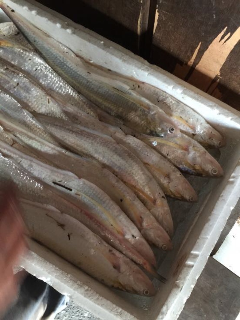 刀鱼冰鲜鱼