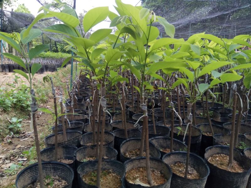 中袋嫁接(台湾凤梨之平粼)释迦杯苗