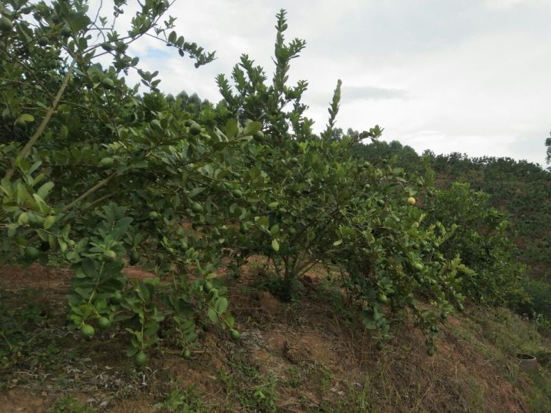 香水柠檬，无核柠檬。