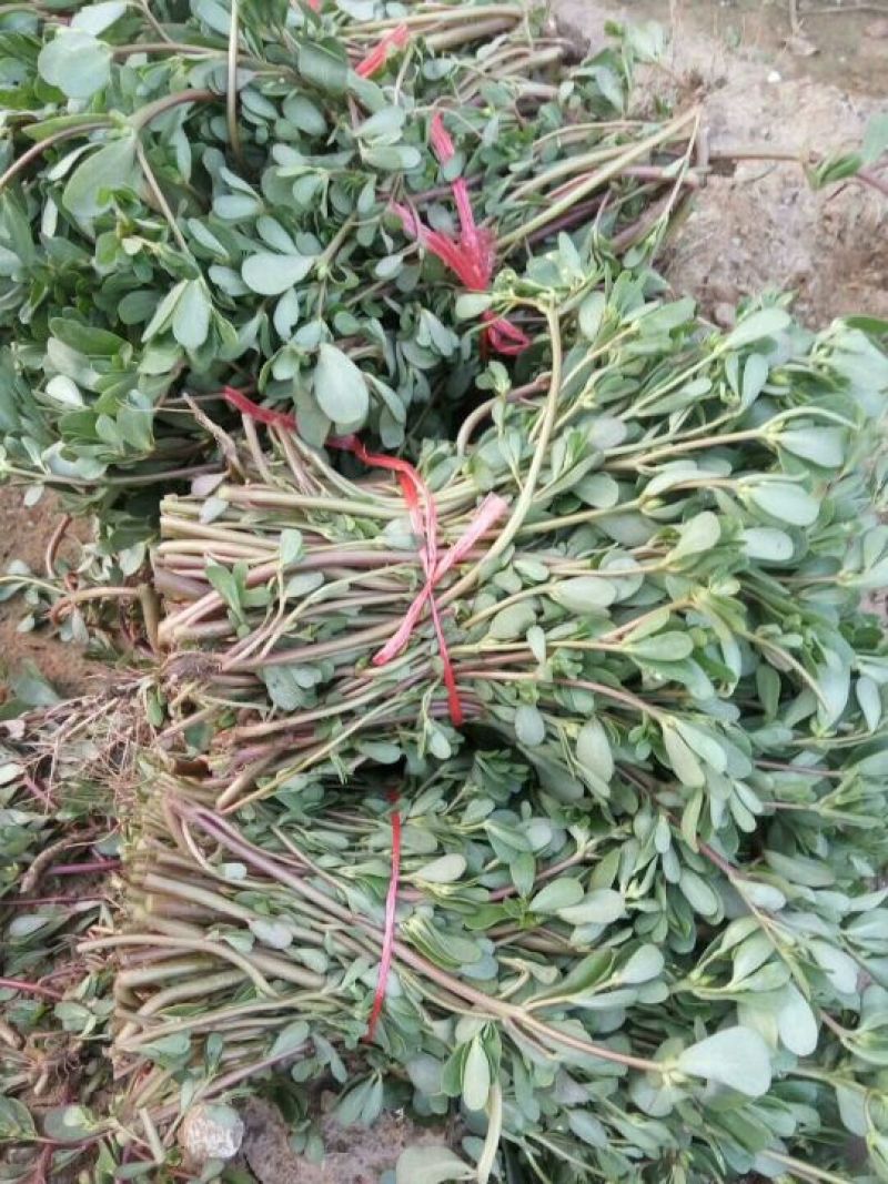 马齿笕