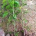 沉香树苗20~30cm
