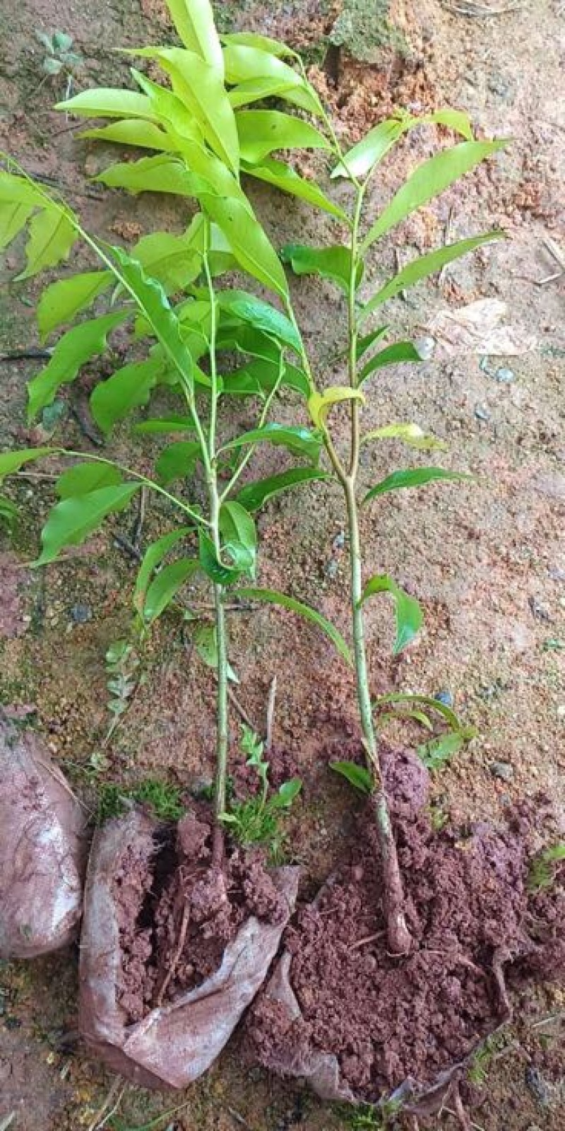 沉香树苗20~30cm