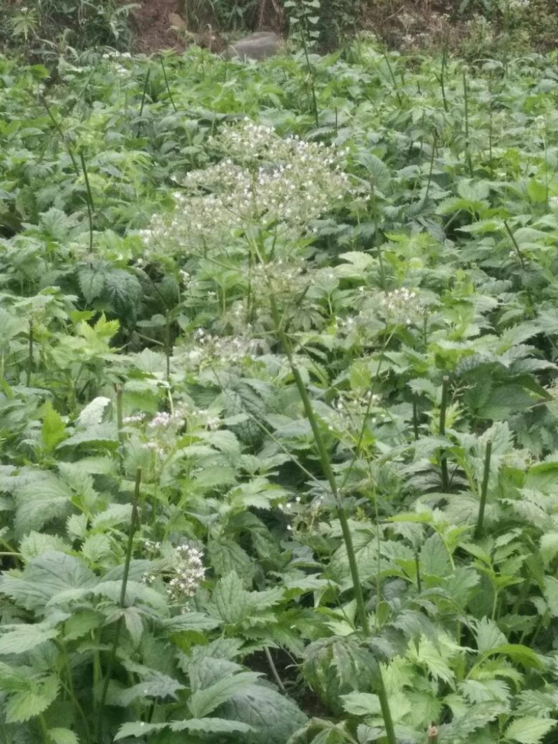缬草